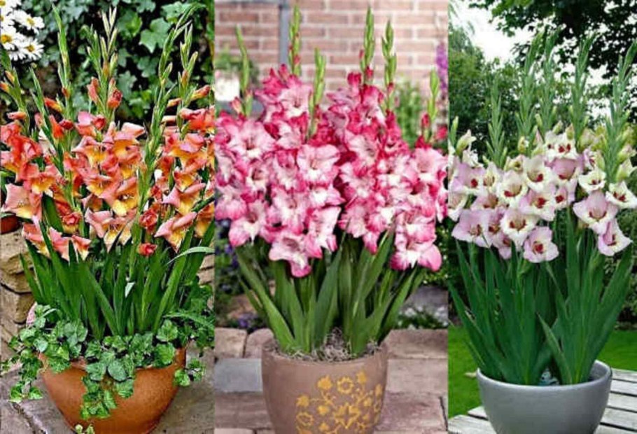 Гладиолусы Гламини Томас