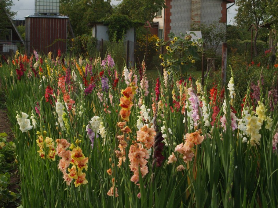 Клумба георгины гладиолусы и лилии