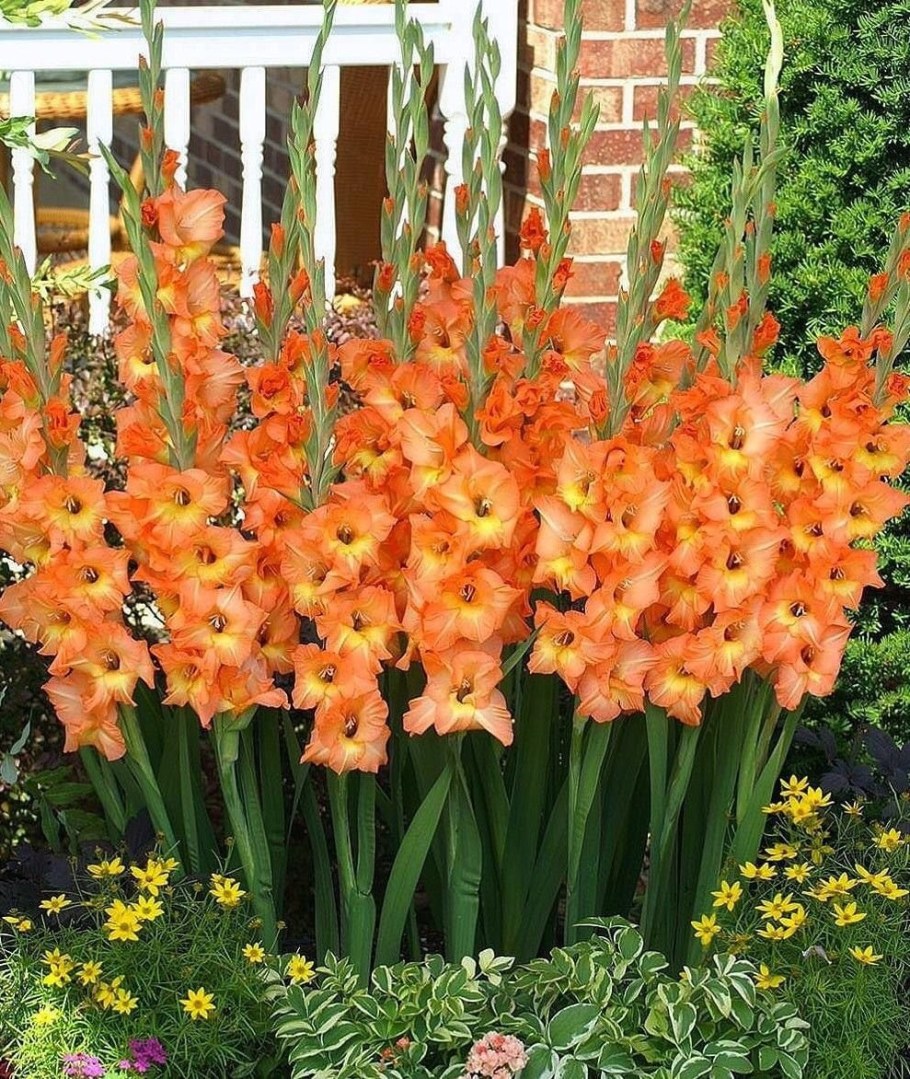 Гладиолус Олимпик Флейм