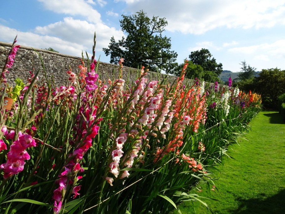 Цветы гладиолусы