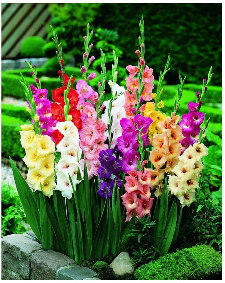 Гладиолус смесь сортовая