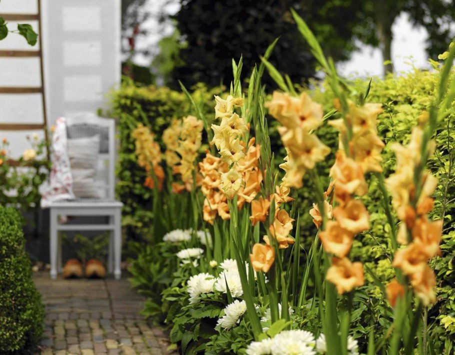 Гладиолус Монинг Голд