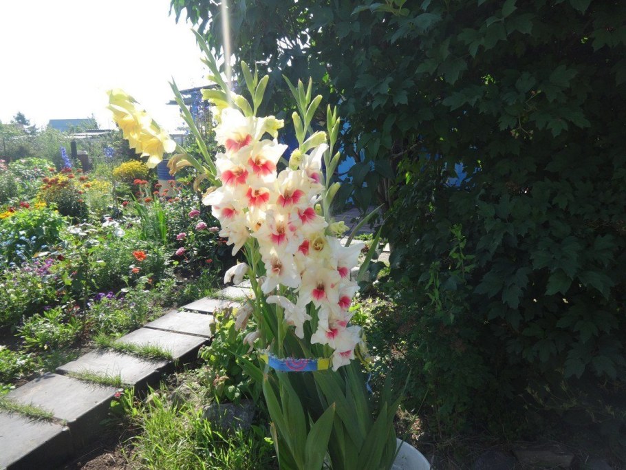 Лилии георгины гладиолусы