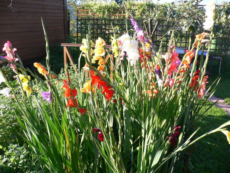 Гладиолусы и хвойники