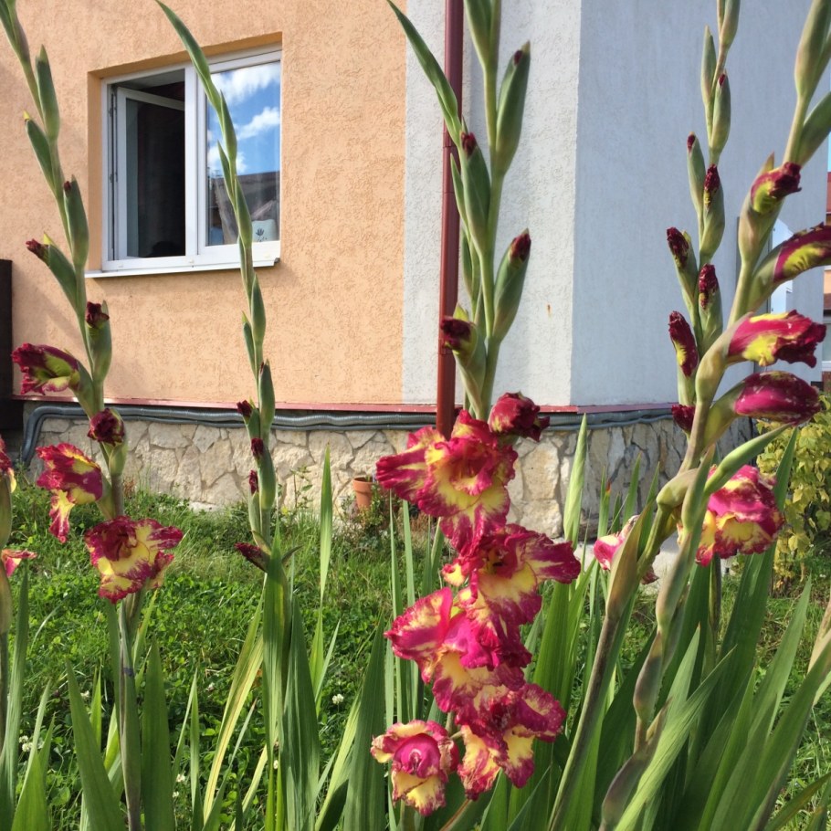 Гладиолус Марракеш