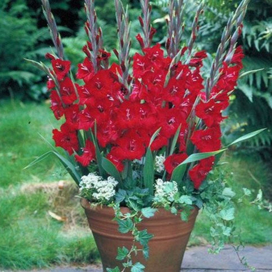 Гладиолусы для патио