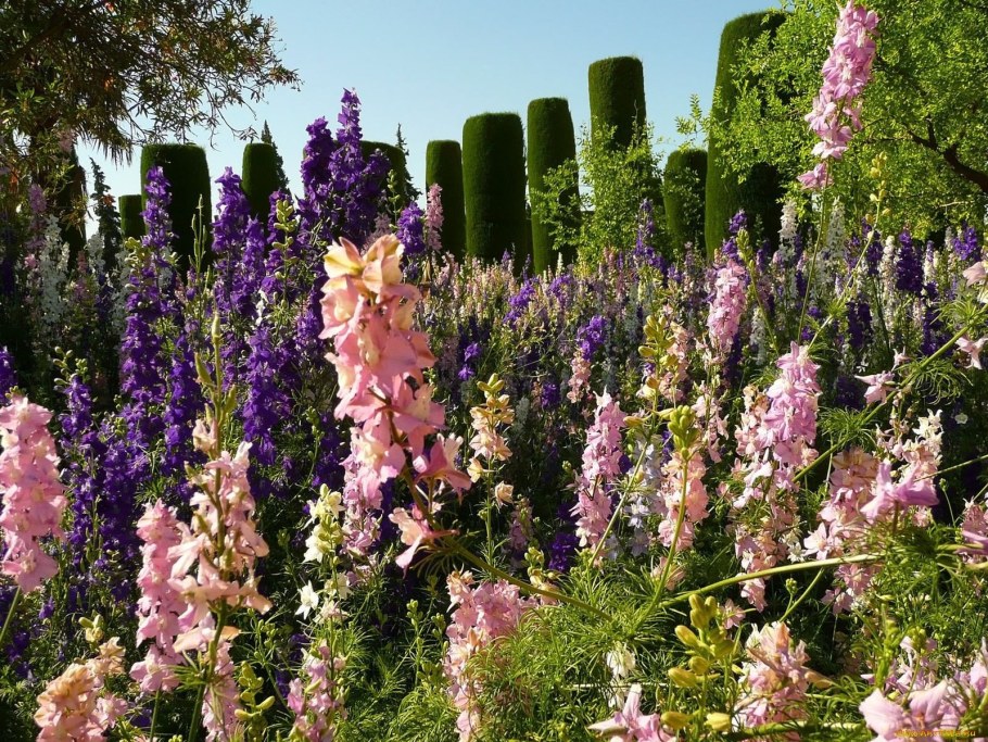 Дельфиниум и Гладиолус