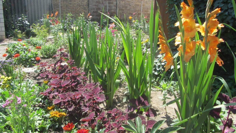 Клумба Канны георгины гладиолусы лилии традесканция Садовая