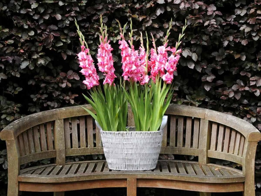 Гладиолусы в горшках