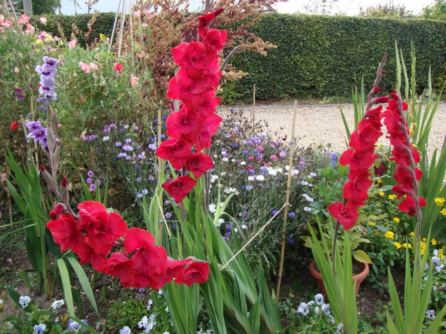 Гладиолус Рэм БАМ