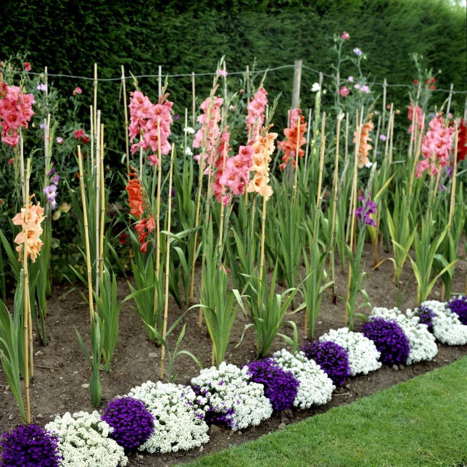 Луковичные цветы гладиолусы