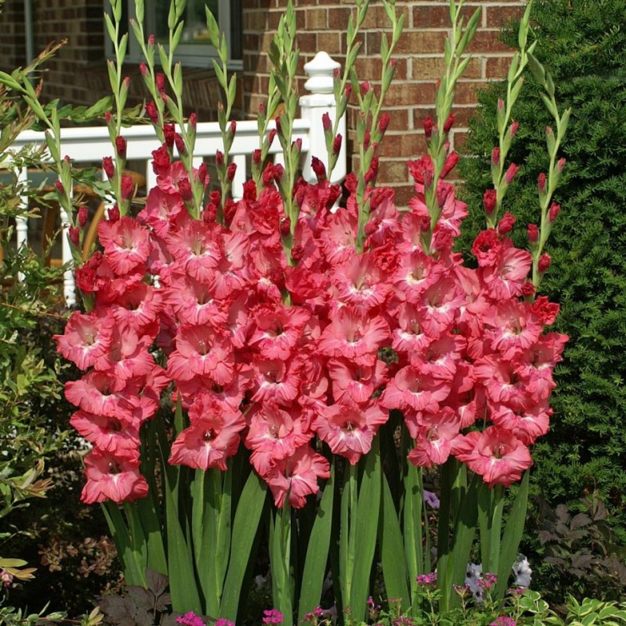 Гладиолус Венети