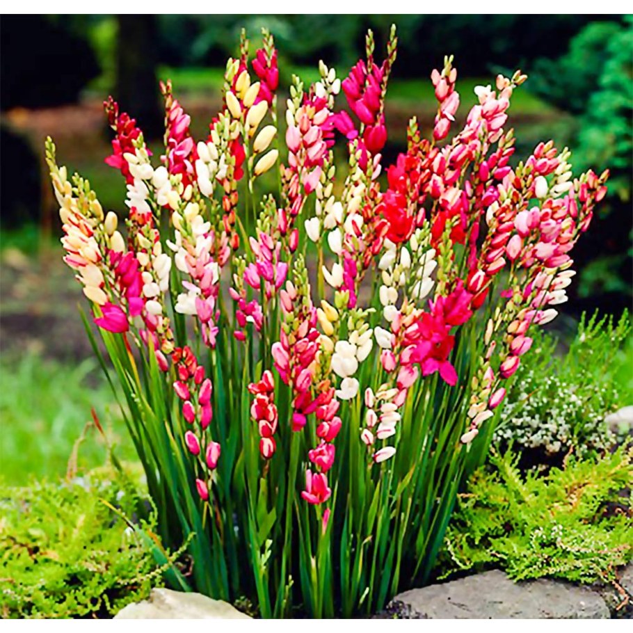 Иксия цветок