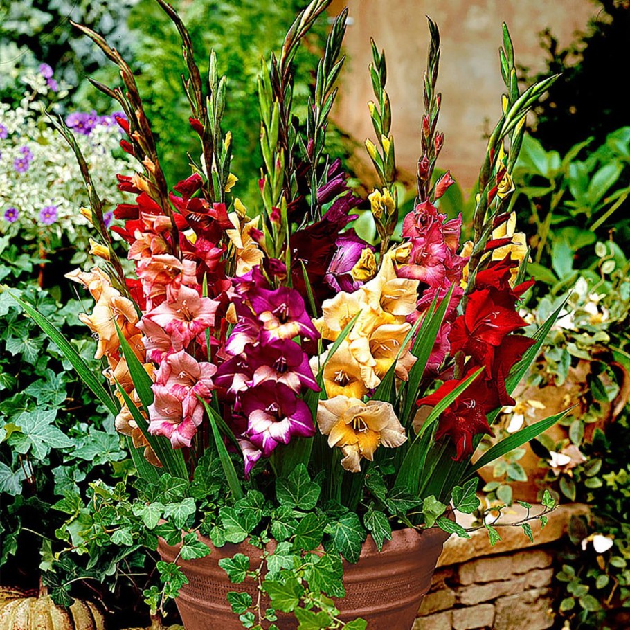 Гладиолусы для патио