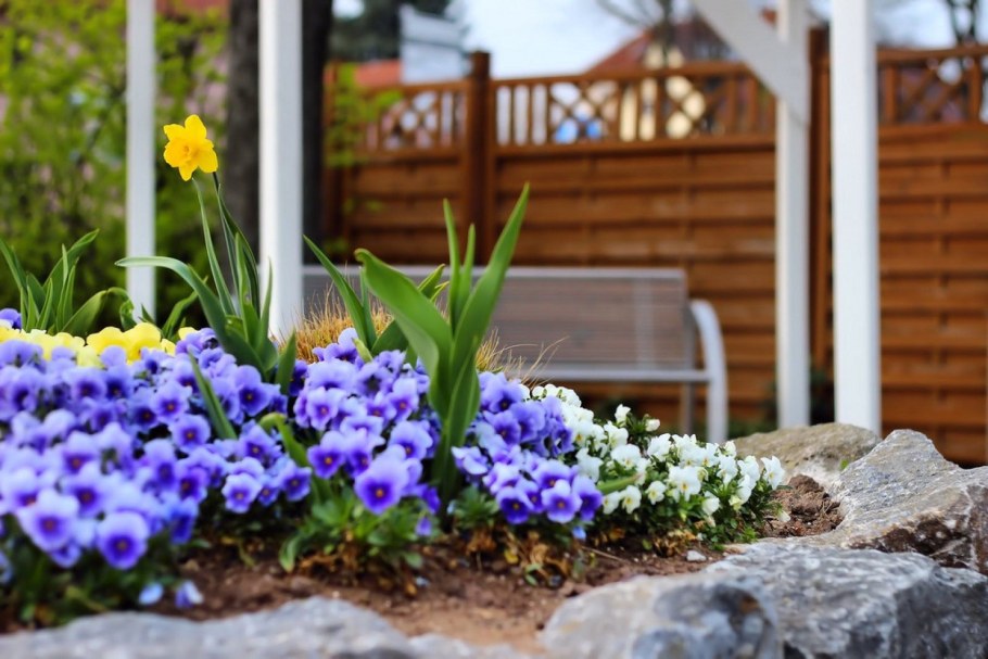 Голубые цветы для клумбы