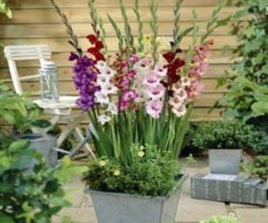 Гладиолусы в вазонах в саду