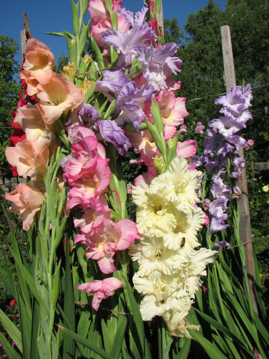 Гладиолус Десизио