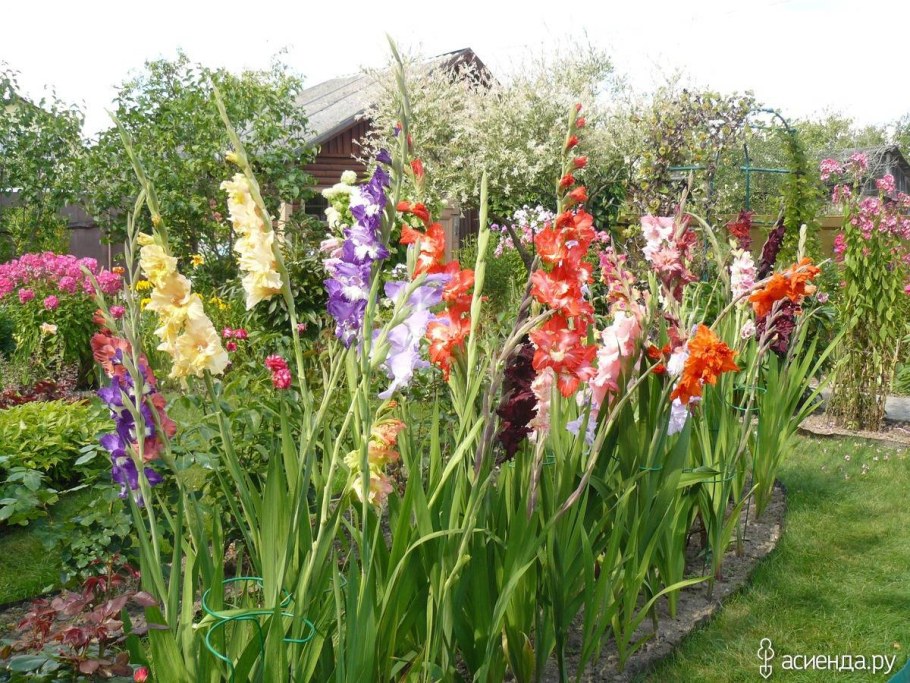 Клумба георгины и гладиолусы