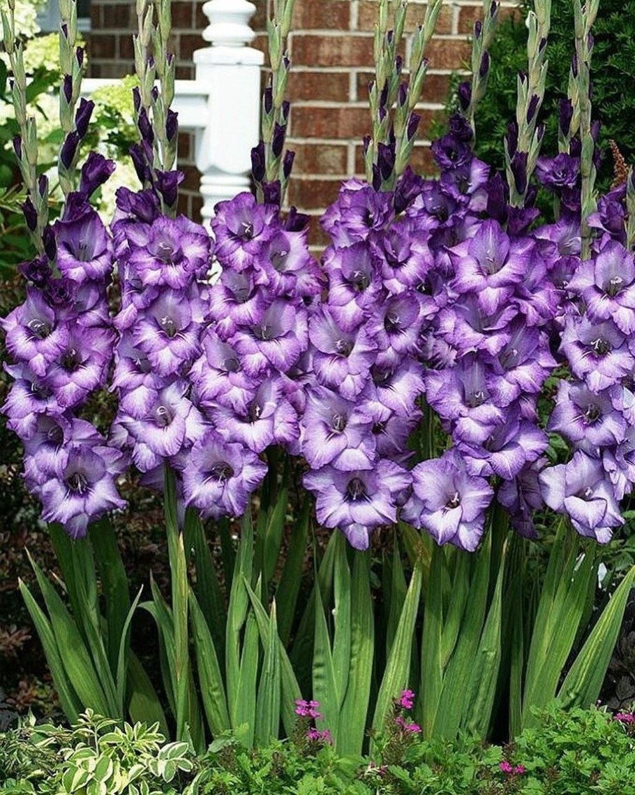 Гладиолус Purple Flora