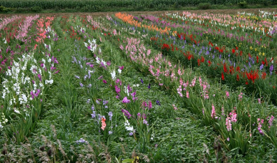 Плантации гладиолусов