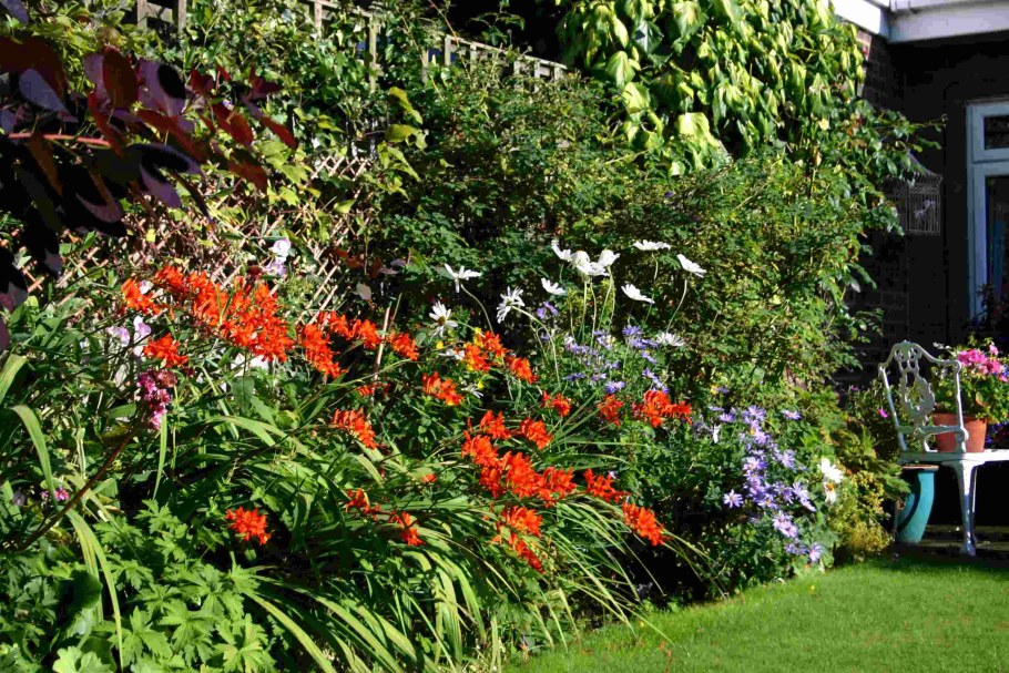 Крокосмия в цветнике