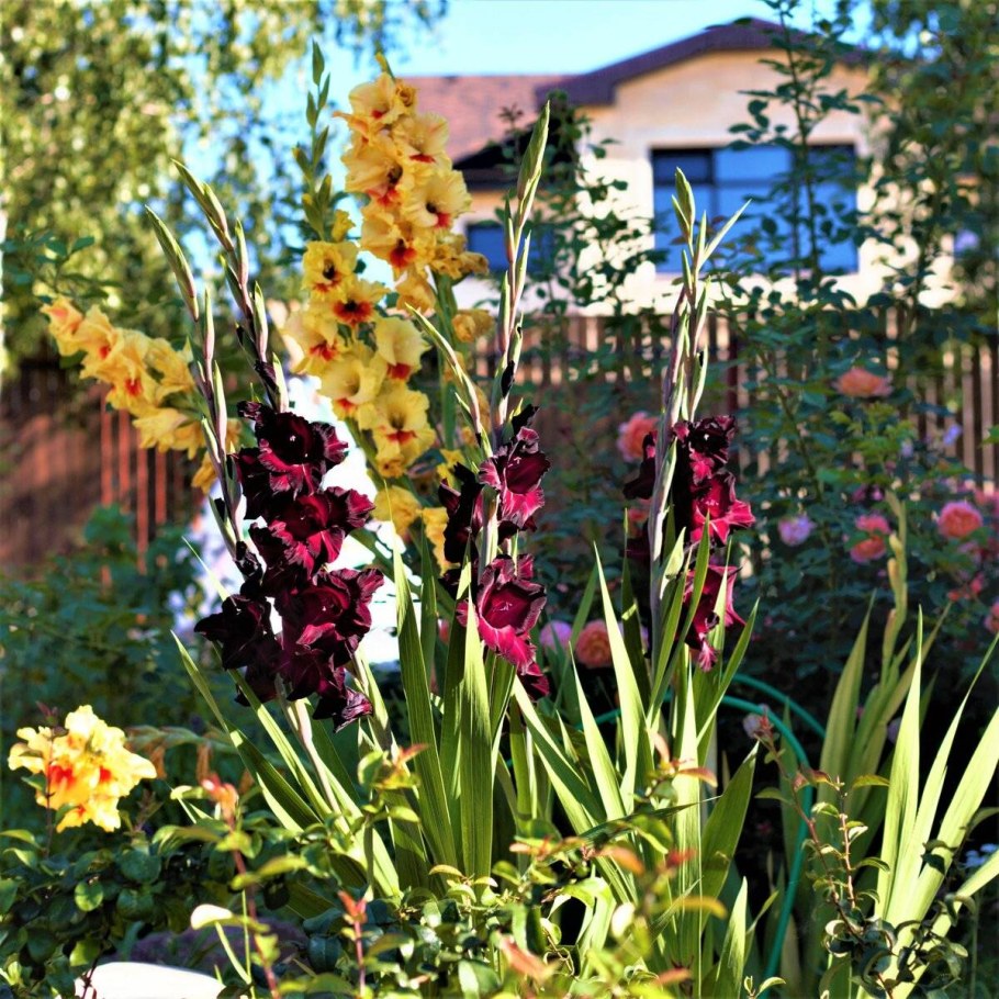 Лилии георгины гладиолусы