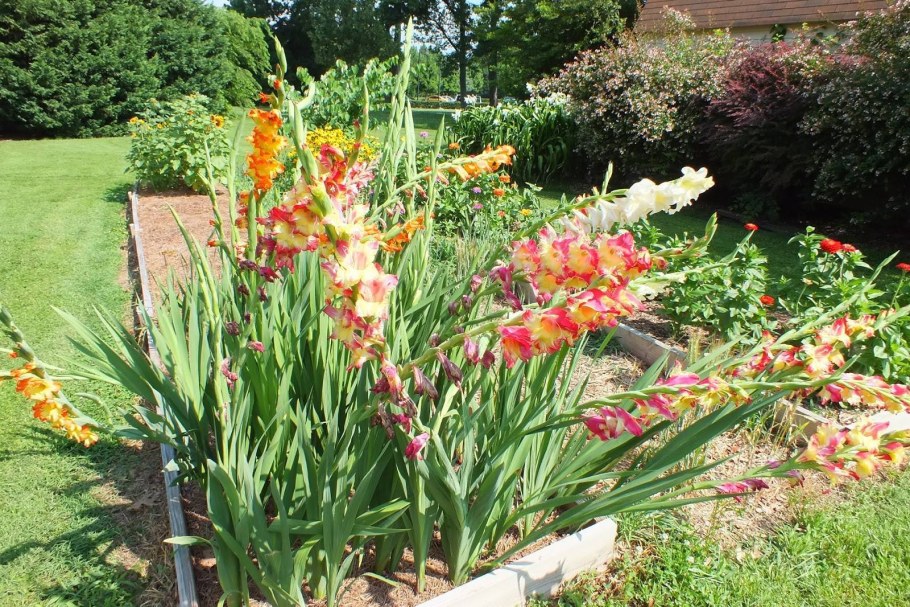 Миксбордер с гладиолусами