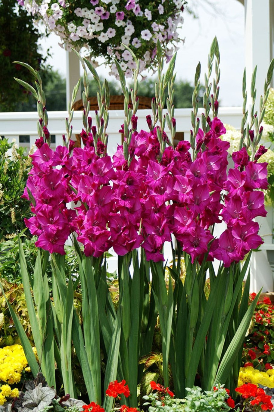 Гладиолус Венети