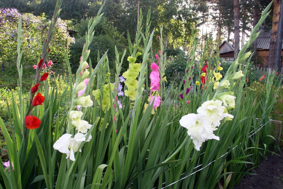 Опора для гладиолуса