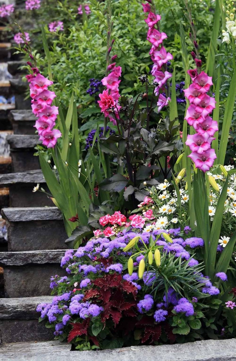 Гладиолусы миниатюрные