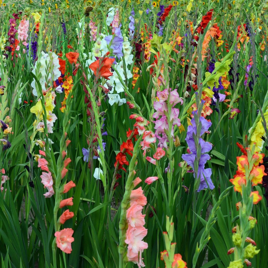 Мальва и Гладиолус