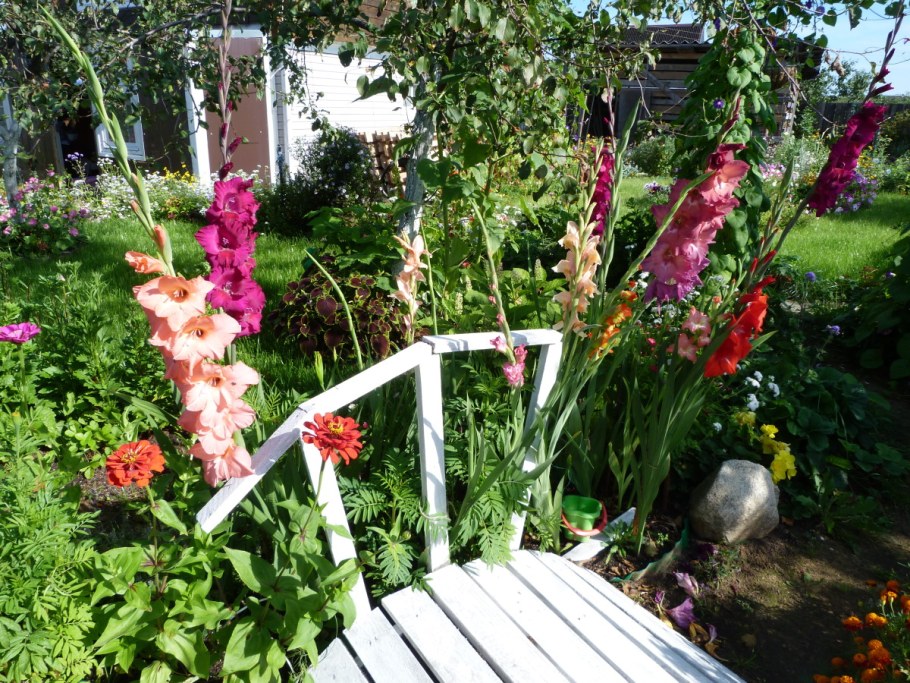 Гладиолусы на грядке