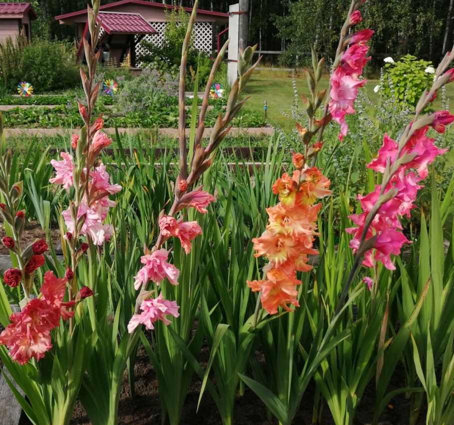 Гладиолус Гламини