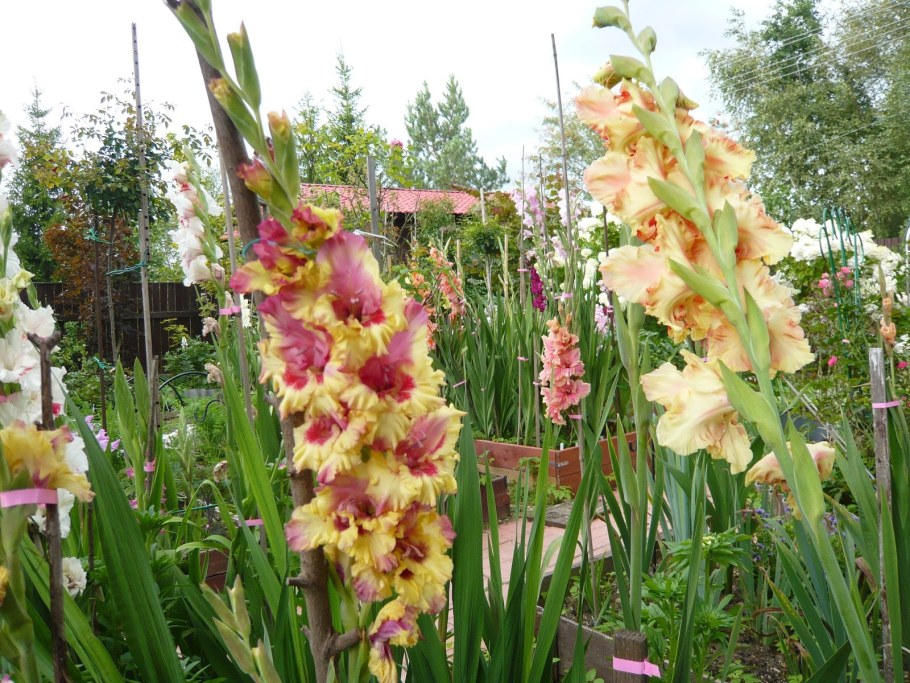 Гладиолус Васто