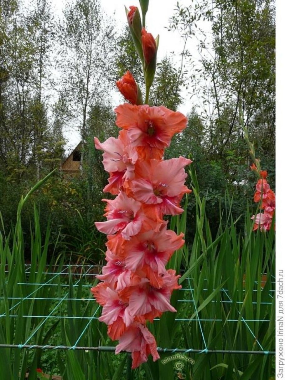 Гладиолус Грин Стар на клумбе