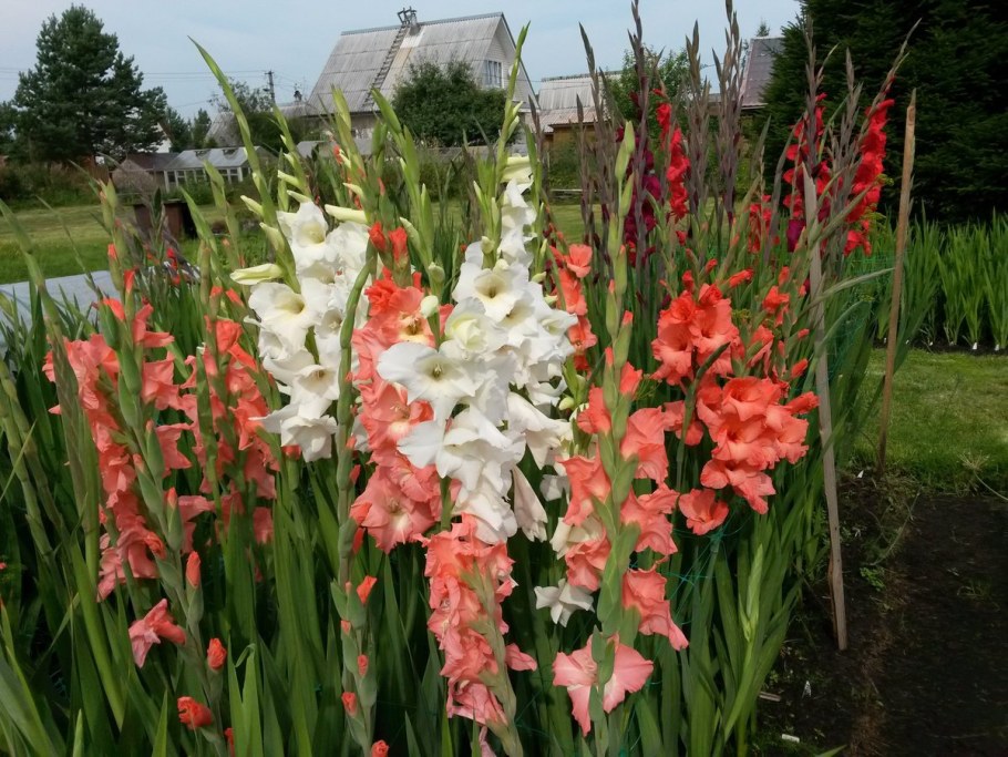 Гладиолус Оранжери