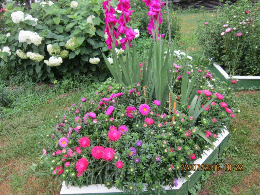 Цинии и гладиолусы на клумбе