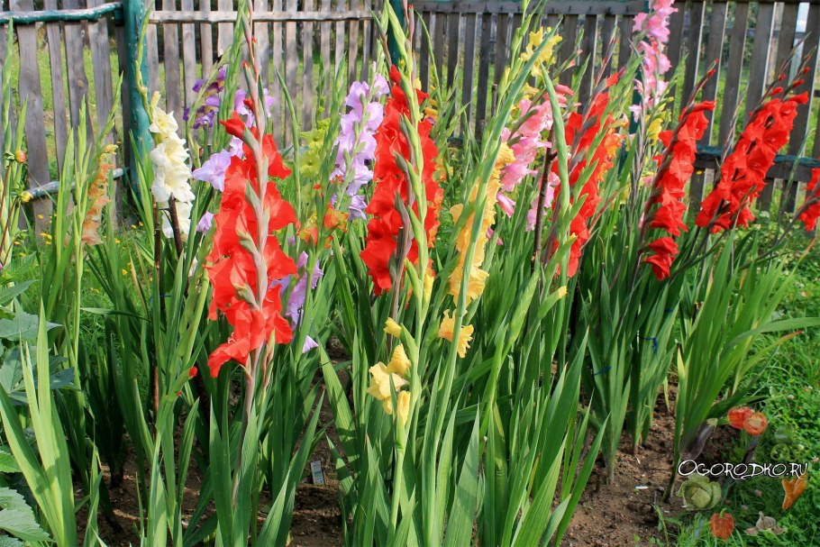 Гладиолус Гламини