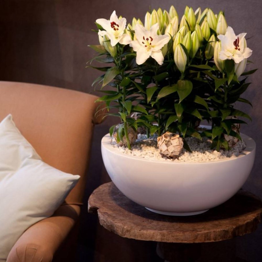 Лилия Жуан-Песоа (азиатская)