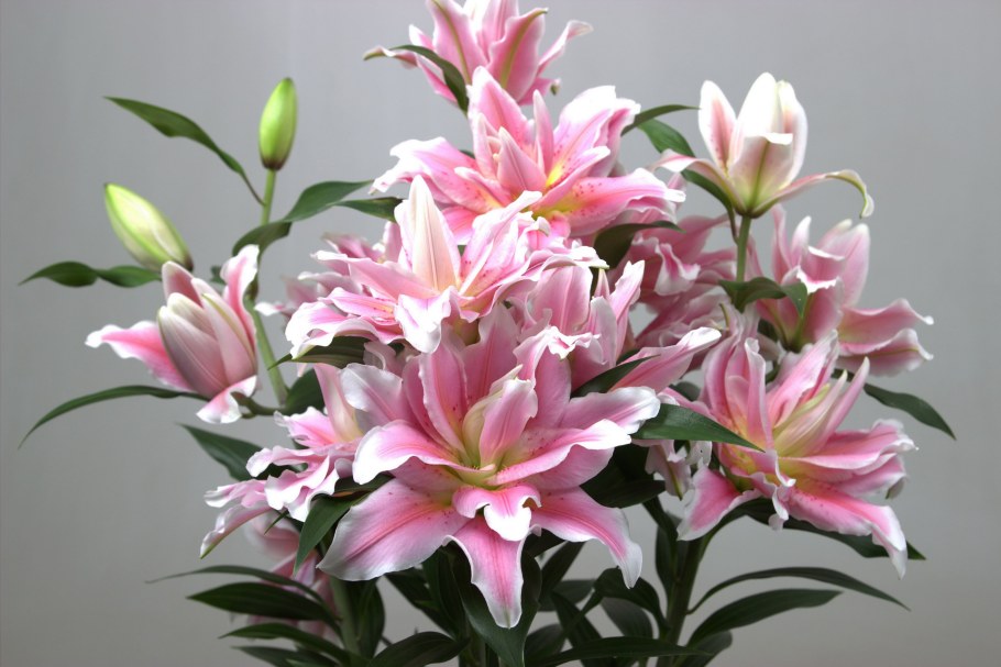 Лилия Шугар Твин