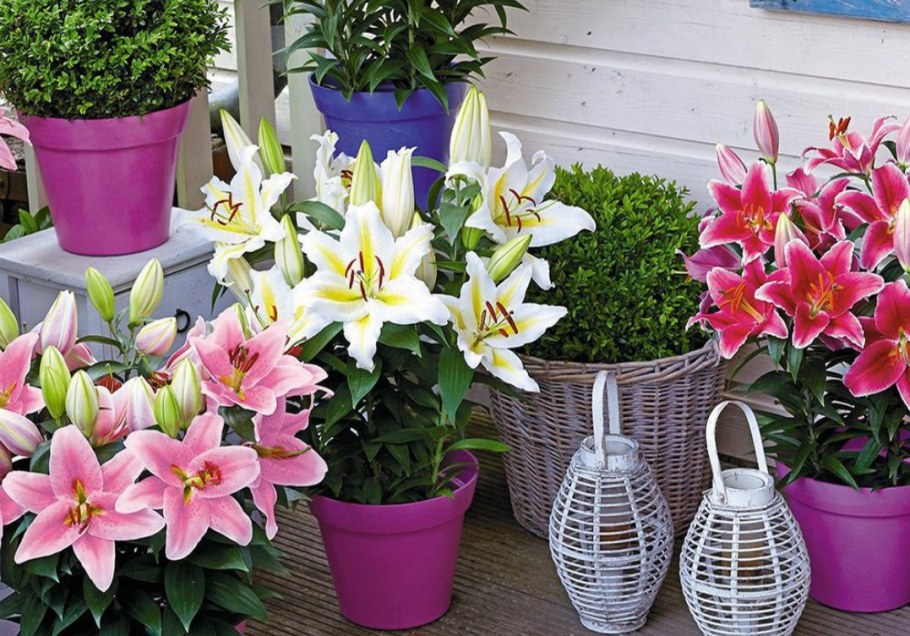 Лилия горшечная