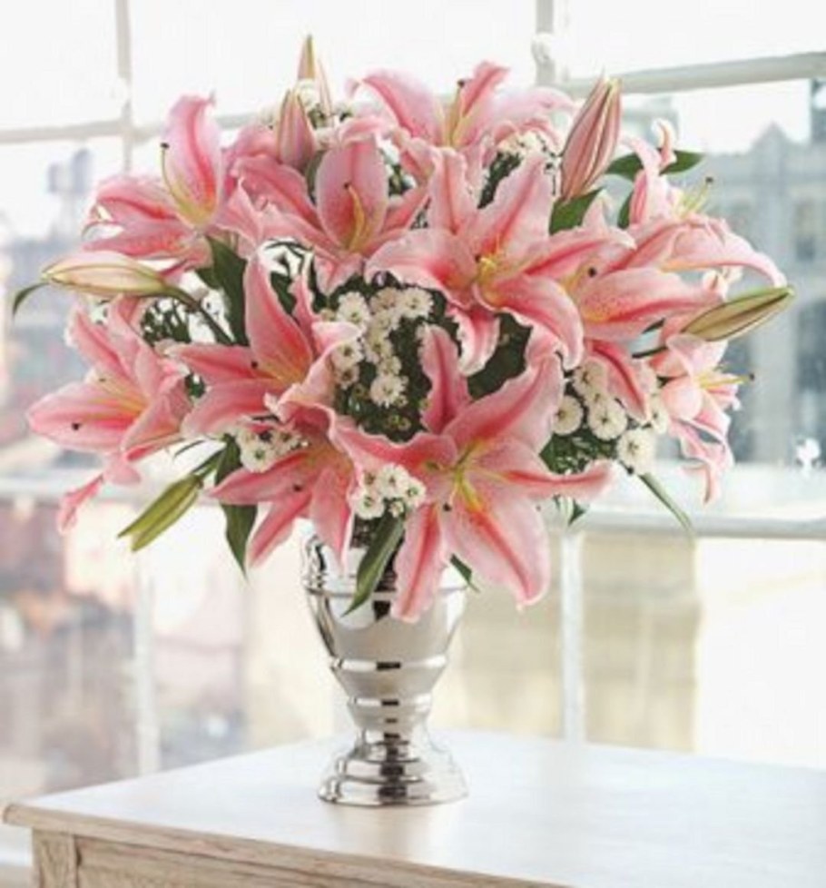 Лилия Polar Star