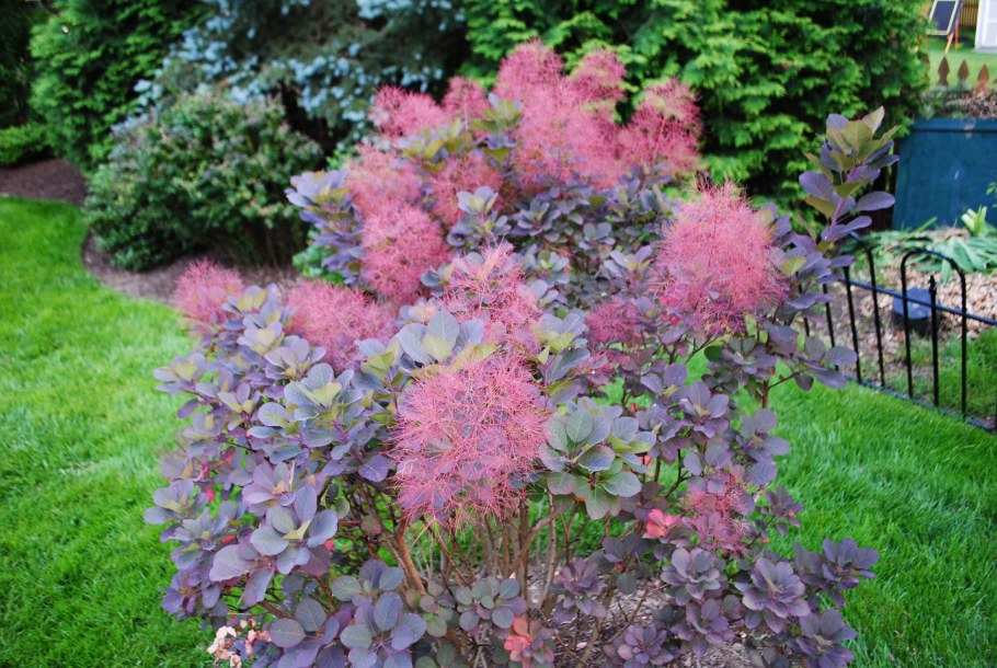 Скумпия Кожевенная Роял