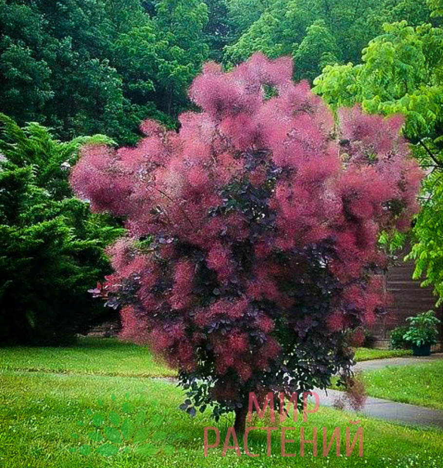 Скумпия Кожевенная (Cotinus coggygria &#96;Royal Purple&#96;)