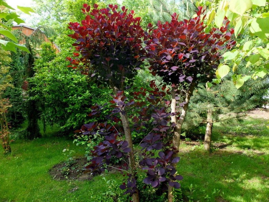 Скумпия Кожевенная краснолистная