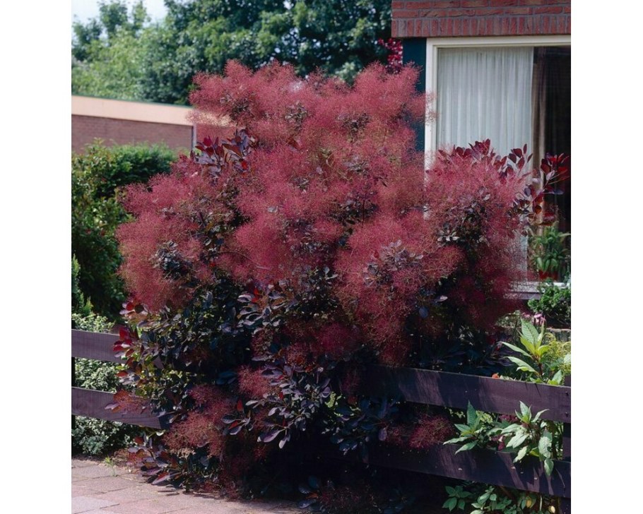 Скумпия Грейс кустарник