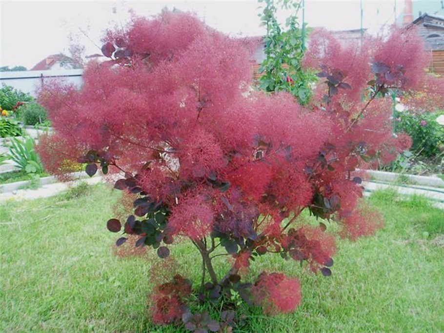 Скумпия Кожевенная Рубрифолиус