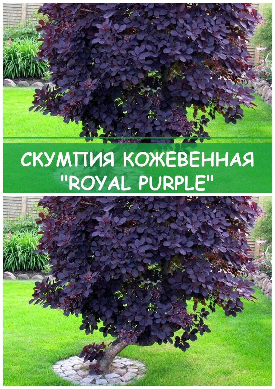 Скумпия Кожевенная Роял перпл (Royal Purple)