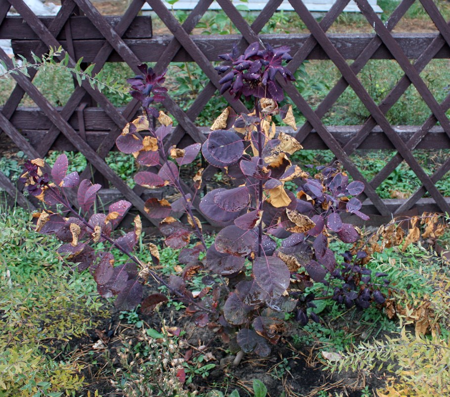 Скумпия Кожевенная Роял Пурпл (Royal Purple)