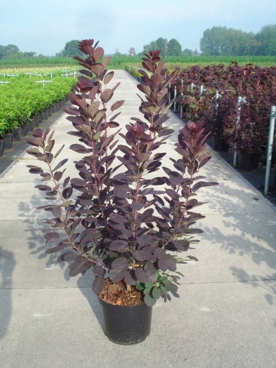 Скумпия Ройал Пурпл